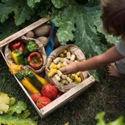 Grapat Wooden Tulips Mandala - 36 Pieces Toys