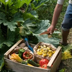 Grapat Wooden Tulips Mandala - 36 Pieces Toys