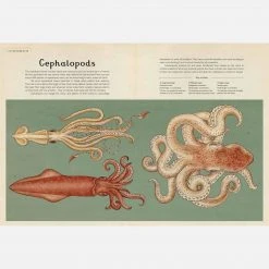 Books Jenny Broom - Animalium Books & More